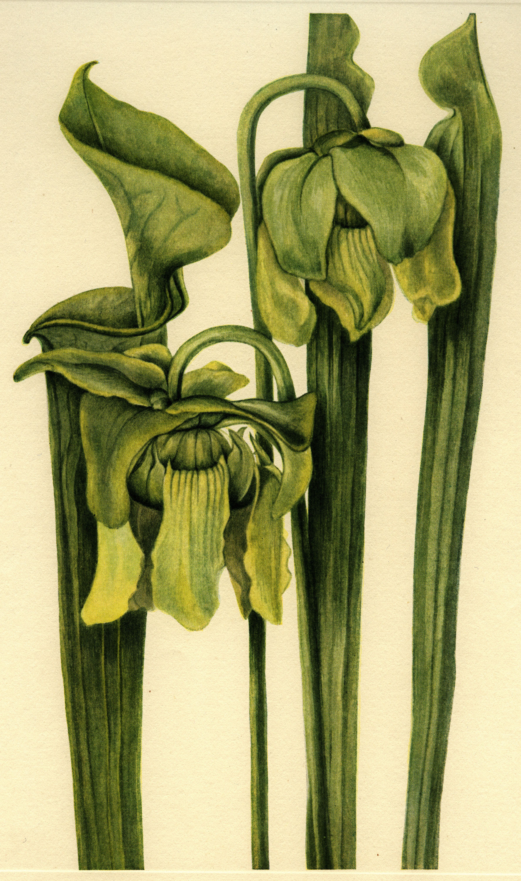 Sarracenia flava