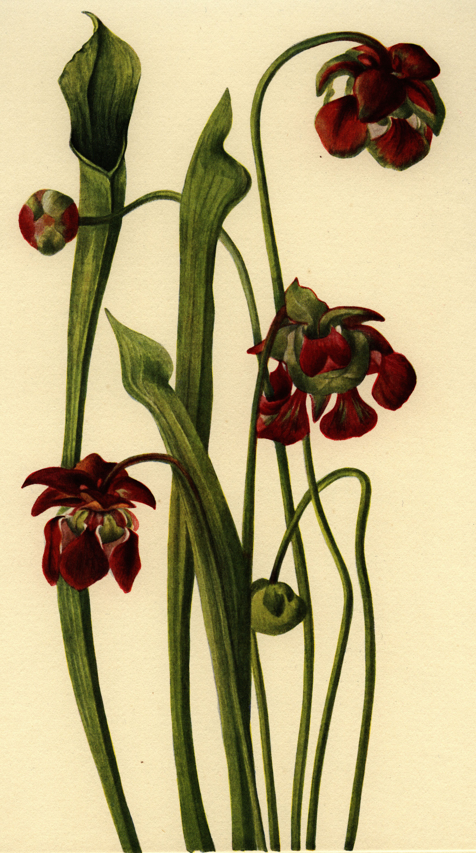 Sarracenia jonesii