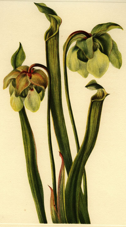 Sarracenia alata