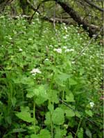 Garlic mustard invasion