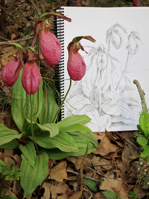 Lady Slipper Martha's Vineyard Kaspari