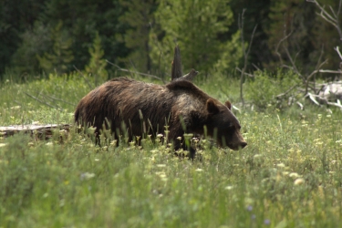 grizzly bear yellowstone