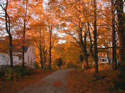 Harvard Forest in the Autumn