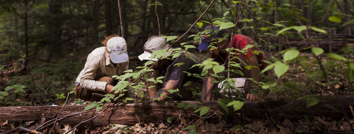 Researchers in tthe field viewing downed tree