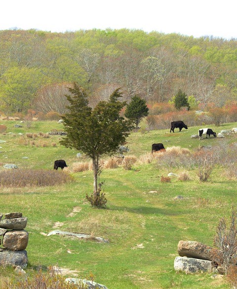 Cattle grazing on conservation land, Elizabeth Islands.  Photo by David Foster.