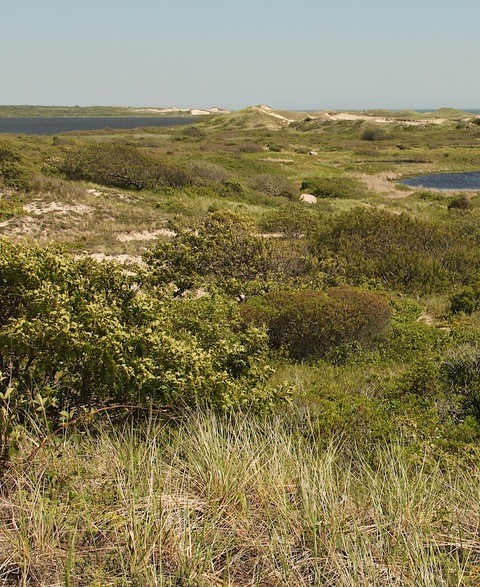 Coastal openlands at Red Gate Farm, Martha’s Vineyard.  Photo by David Foster.