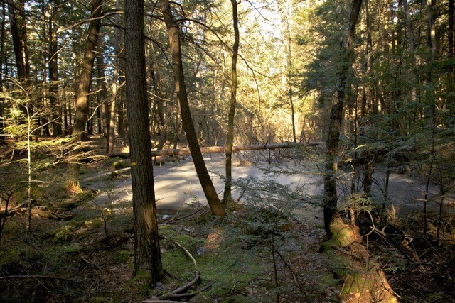 Old-growth hemlock forest, north-central Massachusetts.  Photo by David Foster.