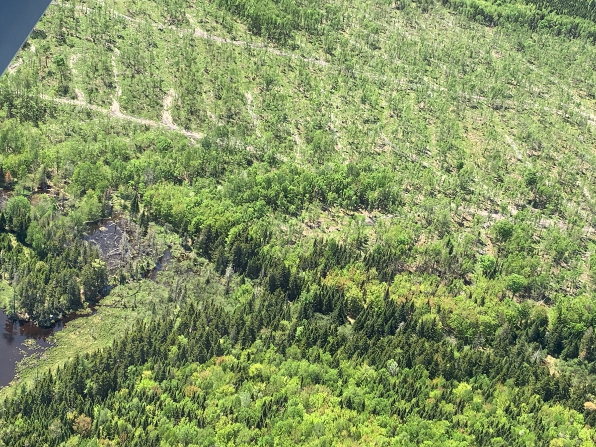 Photo shows an industry logging job in northern Maine