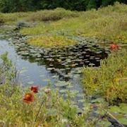 [A Pitcher Plant community.]