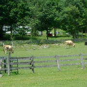 [Cows! Thousands of them!]