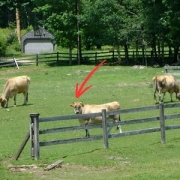 [This cow was unappreciative of the paparazzi treatment.]