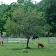 [How many photos of cows are too many photos of cows? The world may never know.] 