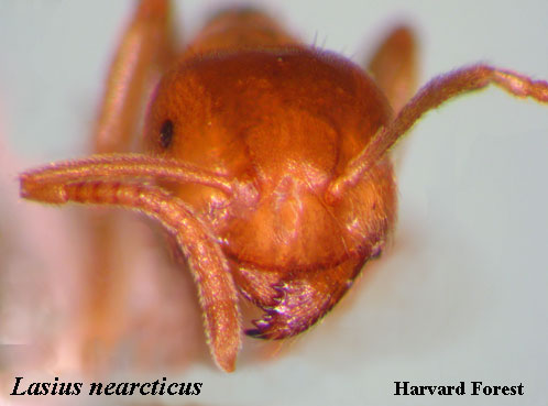 Lasius neacticus