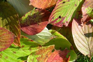 Alternate-leaved dogwood