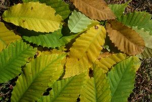 American Chestnut