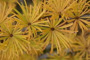 American Larch