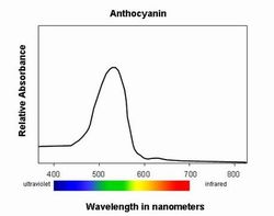 Anthocyanin Absorbance