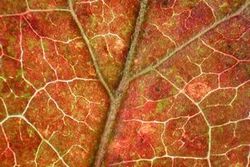 [Close-up of a leaf of the high bush blueberry. In the high bush blueberry, the veins stand out strongly from the blade tissue, and these leaves tend to have a fairly uniform concentration of anthocyanin.]