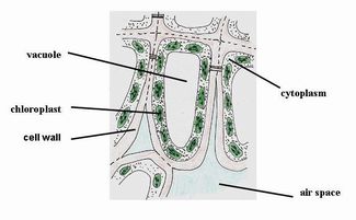 Healthy Leaf diagrammed