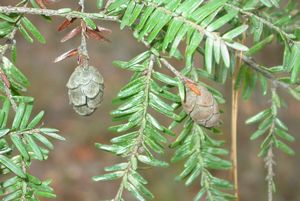 Eastern Hemlock