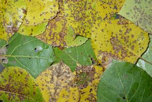 Quaking Aspen