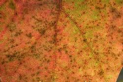 [This surface section of a red oak leaf reveals the setting sun shining through these leaves.]