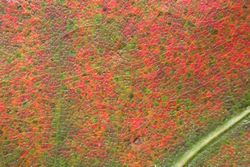 [In this surface view of a red oak, the fine patterns of anthocyanin pigmentation can be seen by any observer.]