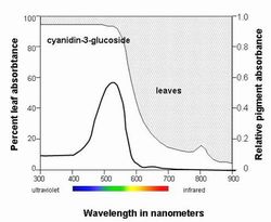 Red Oak Absorbance