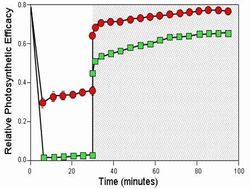 Red Osier Photosynthetic efficiency