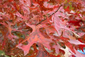 Scarlet Oak