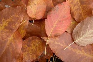 Serviceberry