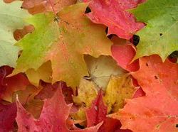 Sugar maple leaves