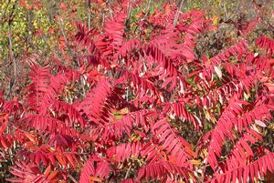 Stag-horn Sumac