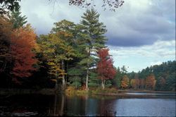 [Autumn foliage in the Swift River Reservation.]