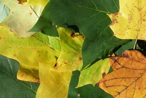 Tulip Poplar