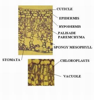 Umbrella Leaf Anatomy