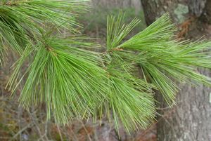 White Pine