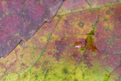 [Many winterberry holly trees tend to retain relatively more chlorophyll in there leaves as they fall off the parent shrub.]