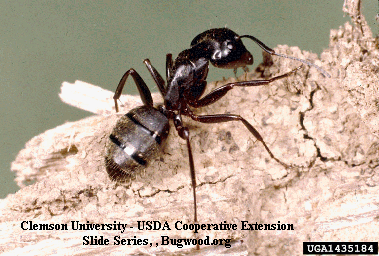 [Camponotus pennsylvanicus]