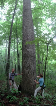 oak coring