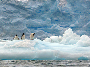 Penguins at Palmer LTER