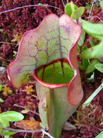 Pitcher plant