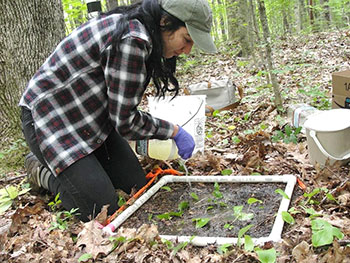 [Pouring mustard powder and water solution to collect earthworms]