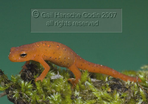 [Wood frogs and red efts eat ants]