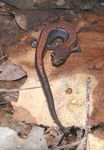 Eastern Redback Salamander