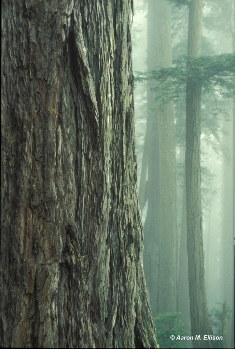 Redwood