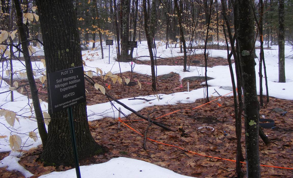 [Winter at the soil warming plots. The snow has melted above the plots that are being warmed by cables under the soil.]