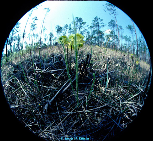 Sarracenia fisheye