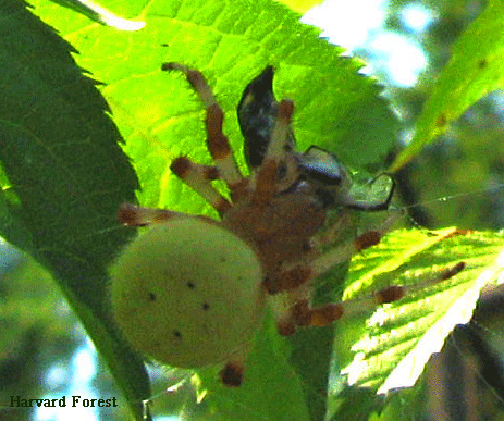 [Many arthropods like spiders and  beetles depend on ants for food]