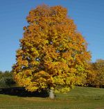 Sugar Maple